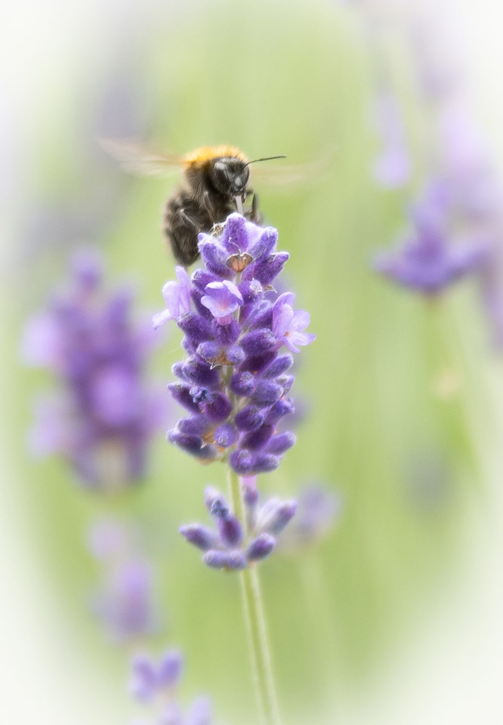 Hommel op lavendel